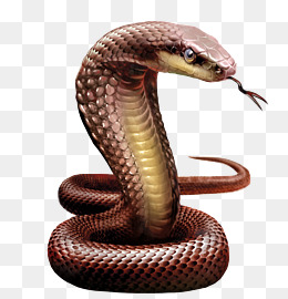 Cobra clipart big snake. Download free transparent png