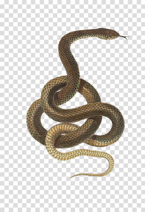 cobra clipart brown tree snake