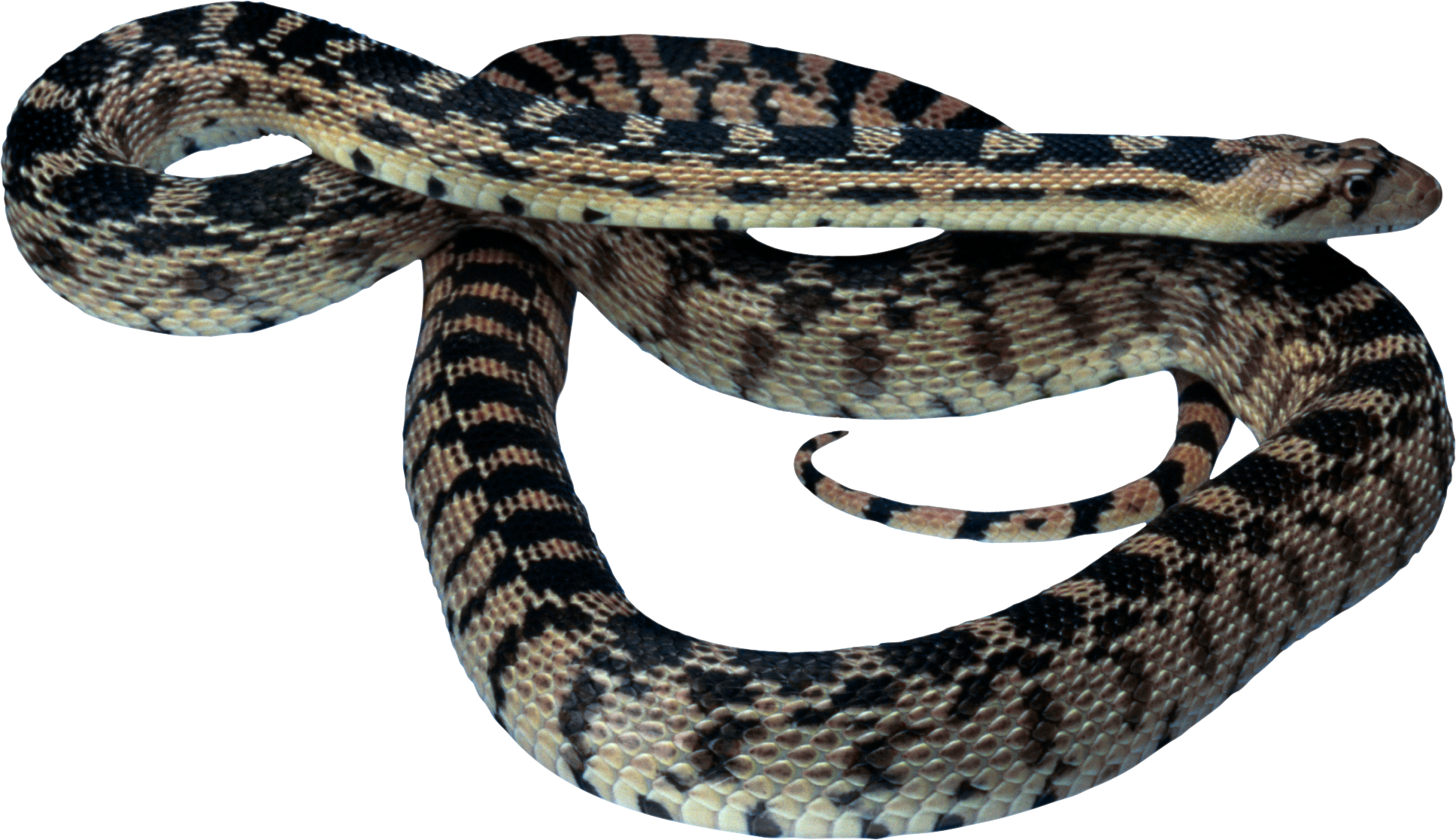 snake clipart venomous snake