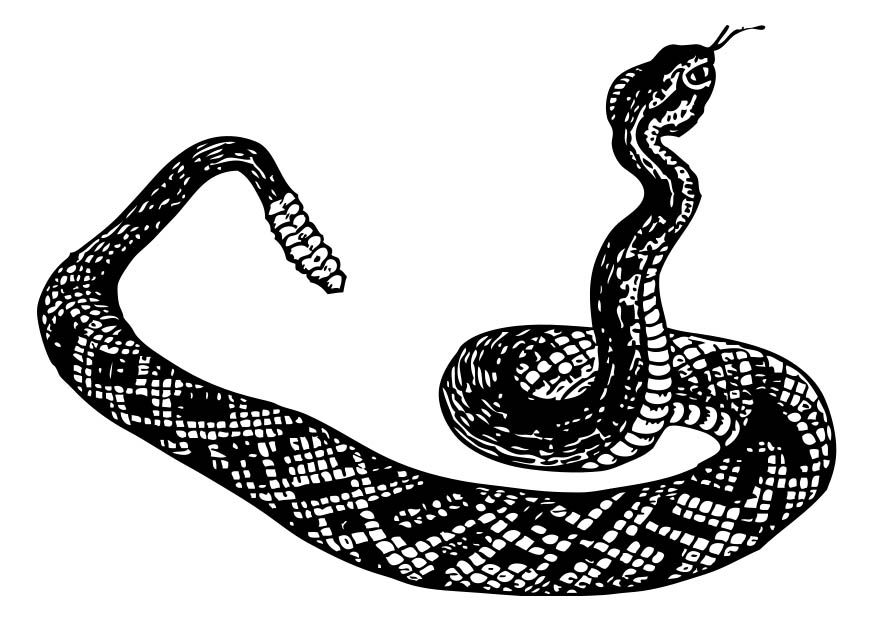 cobra clipart rattle snake line