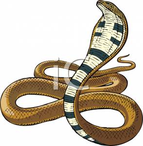 King royalty free picture. Cobra clipart realistic