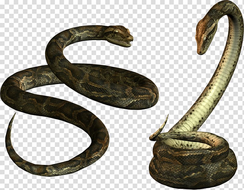 cobra clipart venomous snake