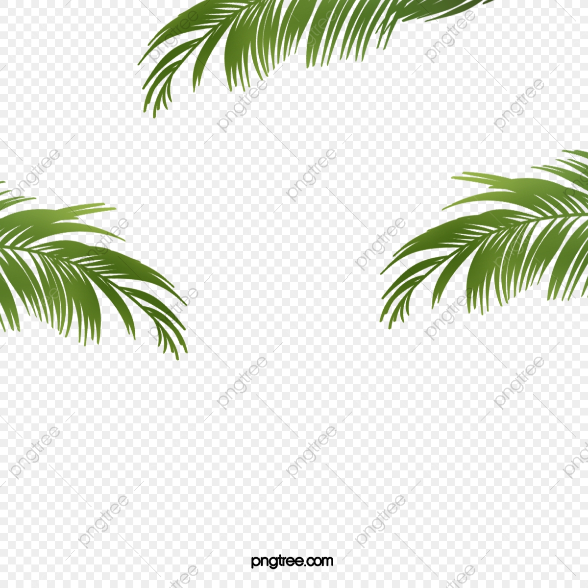 Coconut clipart border. Green leaves texture 