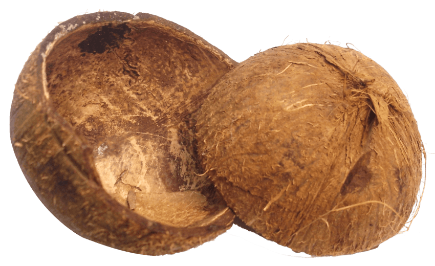 coconut clipart brown coconut
