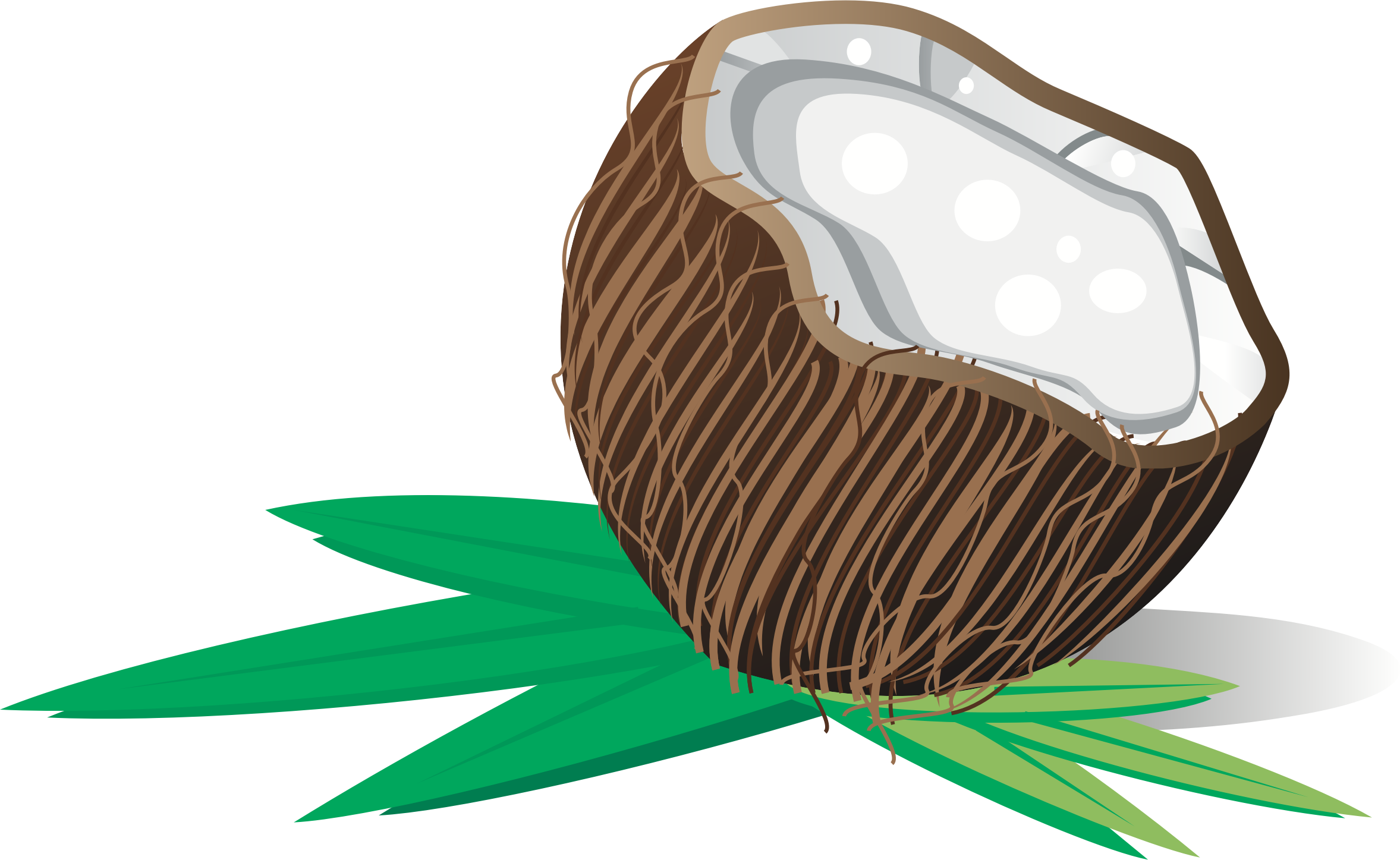 coconut clipart brown coconut