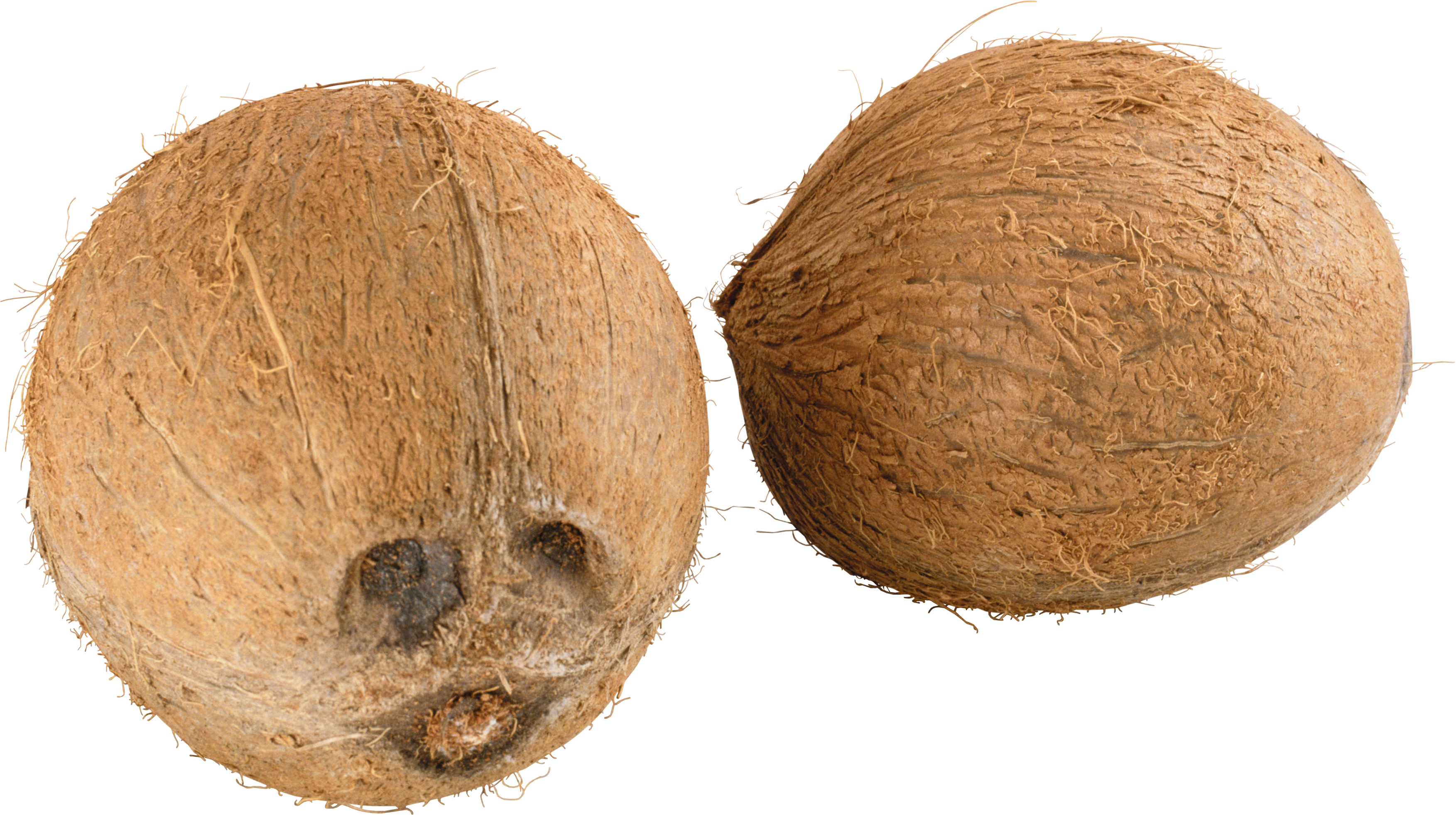 coconut clipart clear background