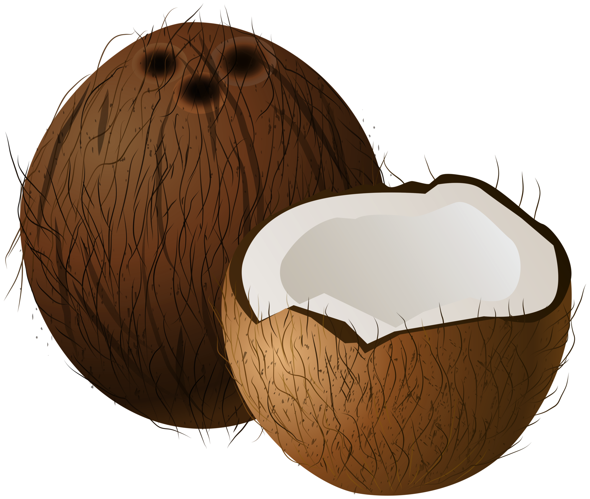 Coconuts png . Coconut clipart clip art