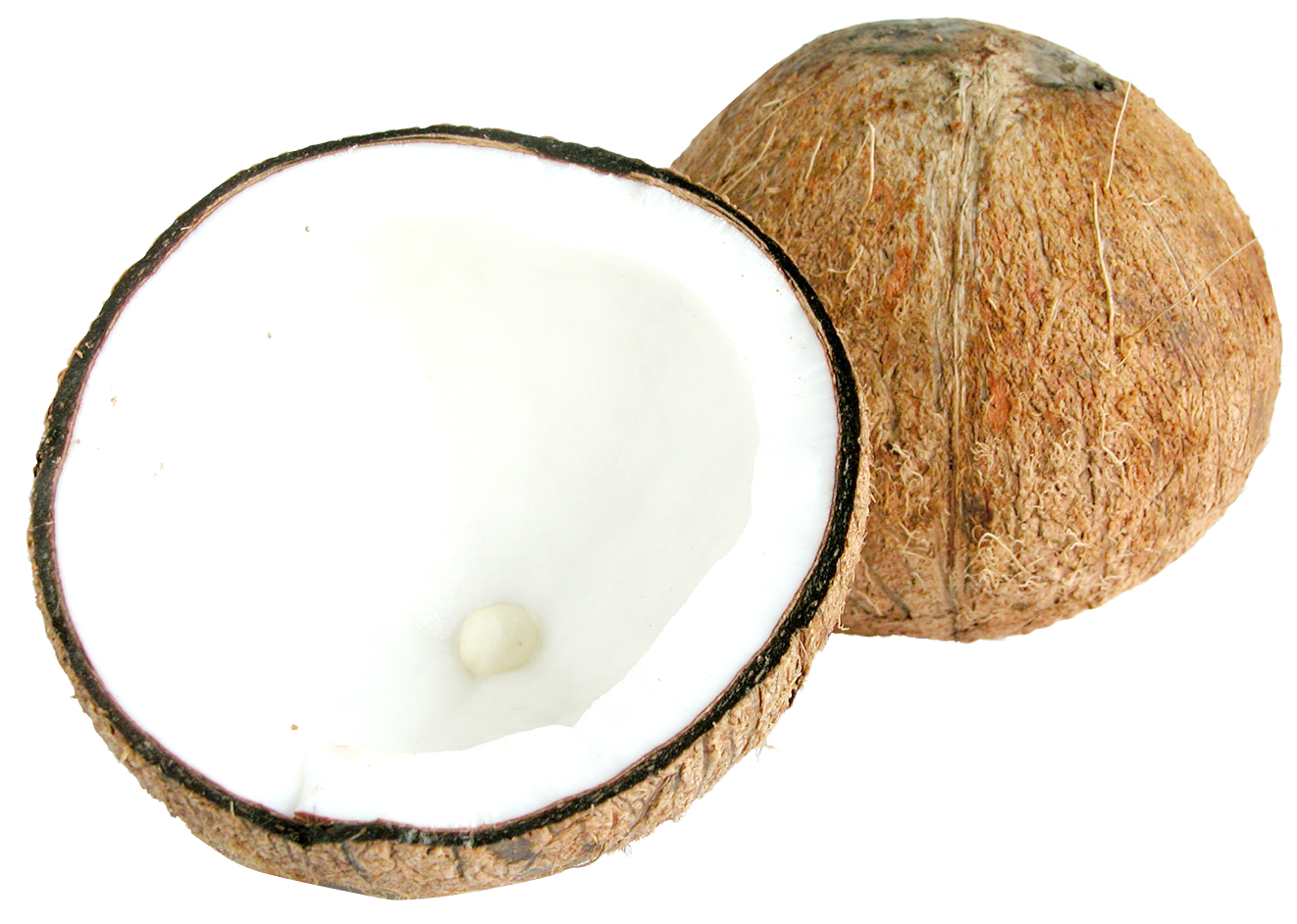 Two half coconuts png. Coconut clipart coconut bunch