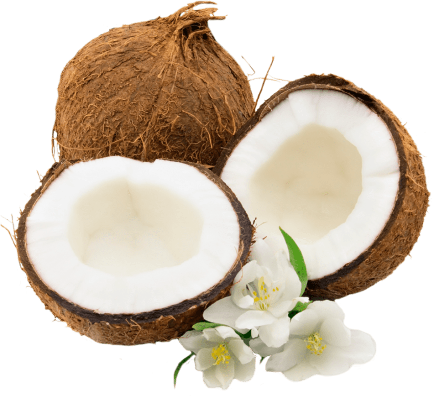 coconut clipart coconut drink