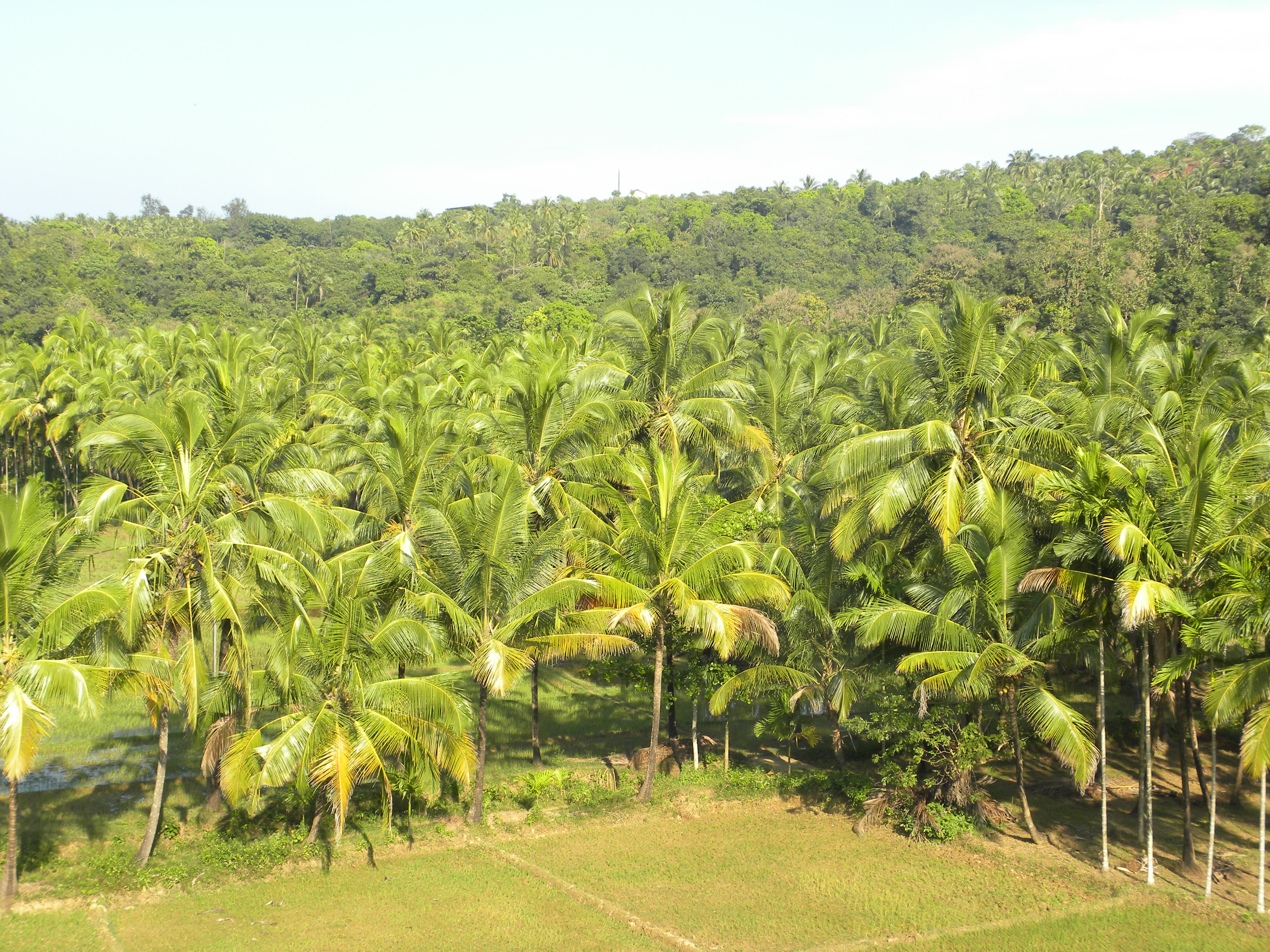 Coconut clipart coconut farm. Free trees download clip