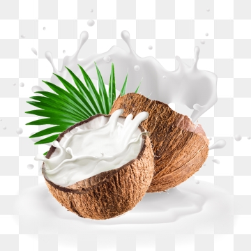 Coconut clipart coconut fruit. Images png format clip