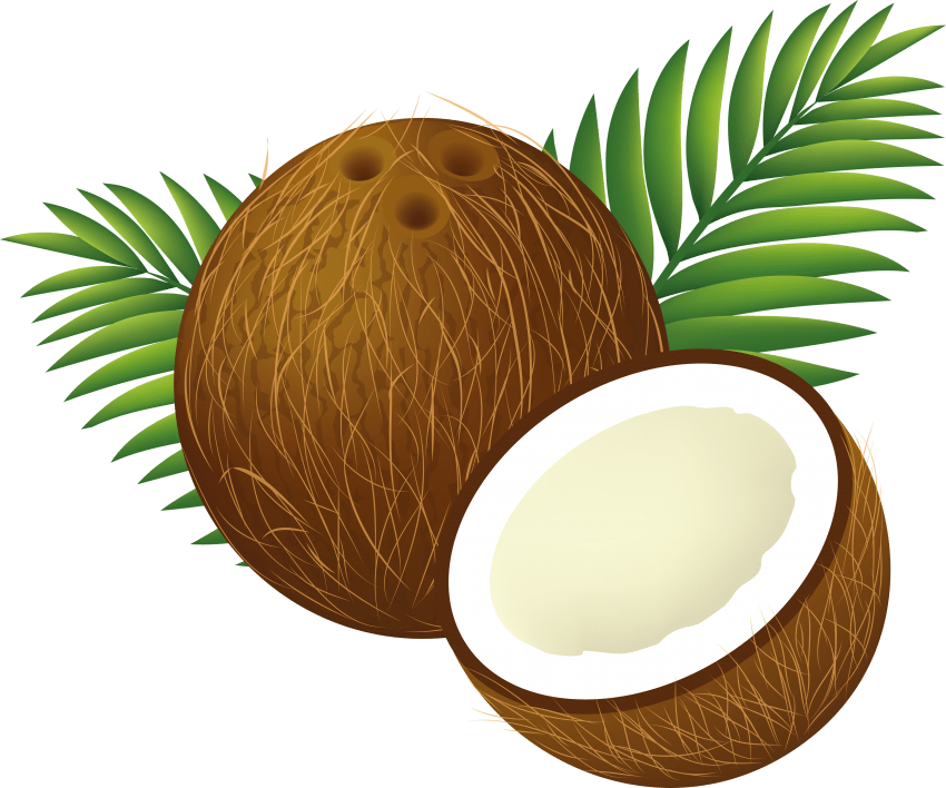 Png free images toppng. Coconut clipart coconut husk
