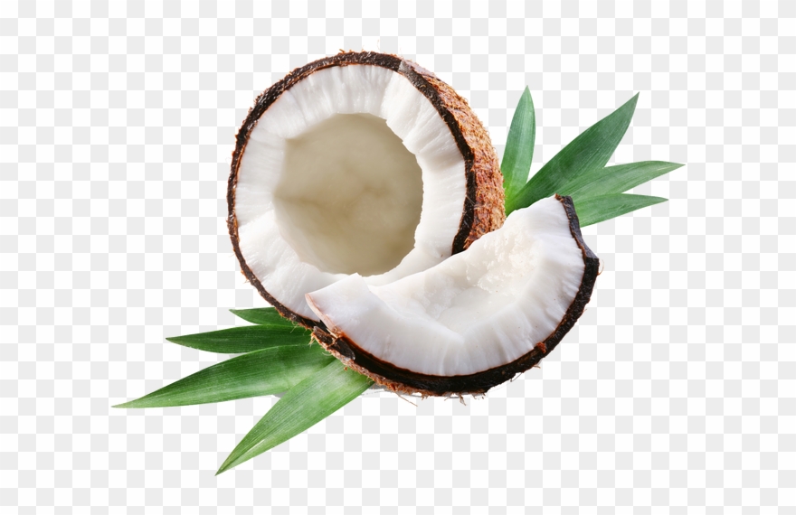 coconut clipart coconut oil