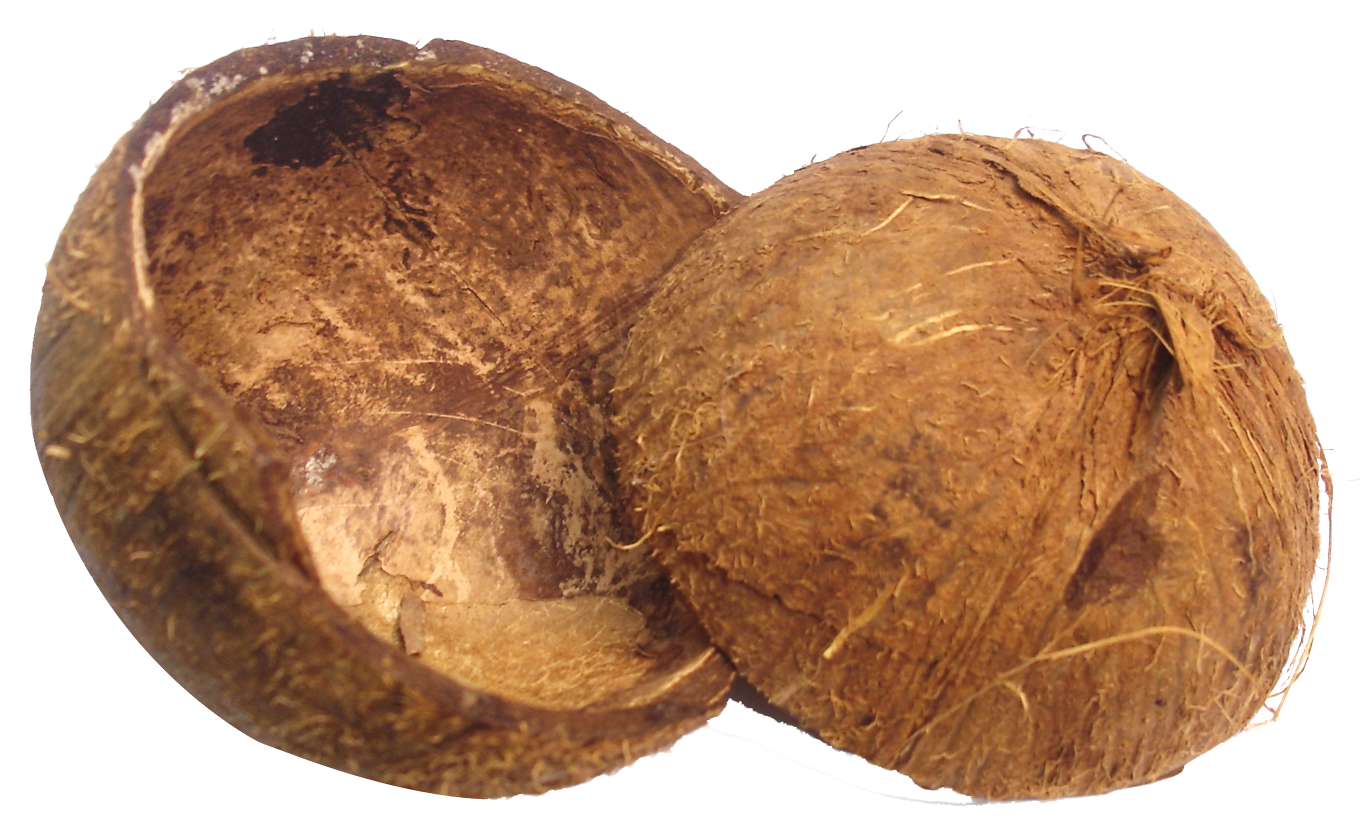 Coconut coconut shell