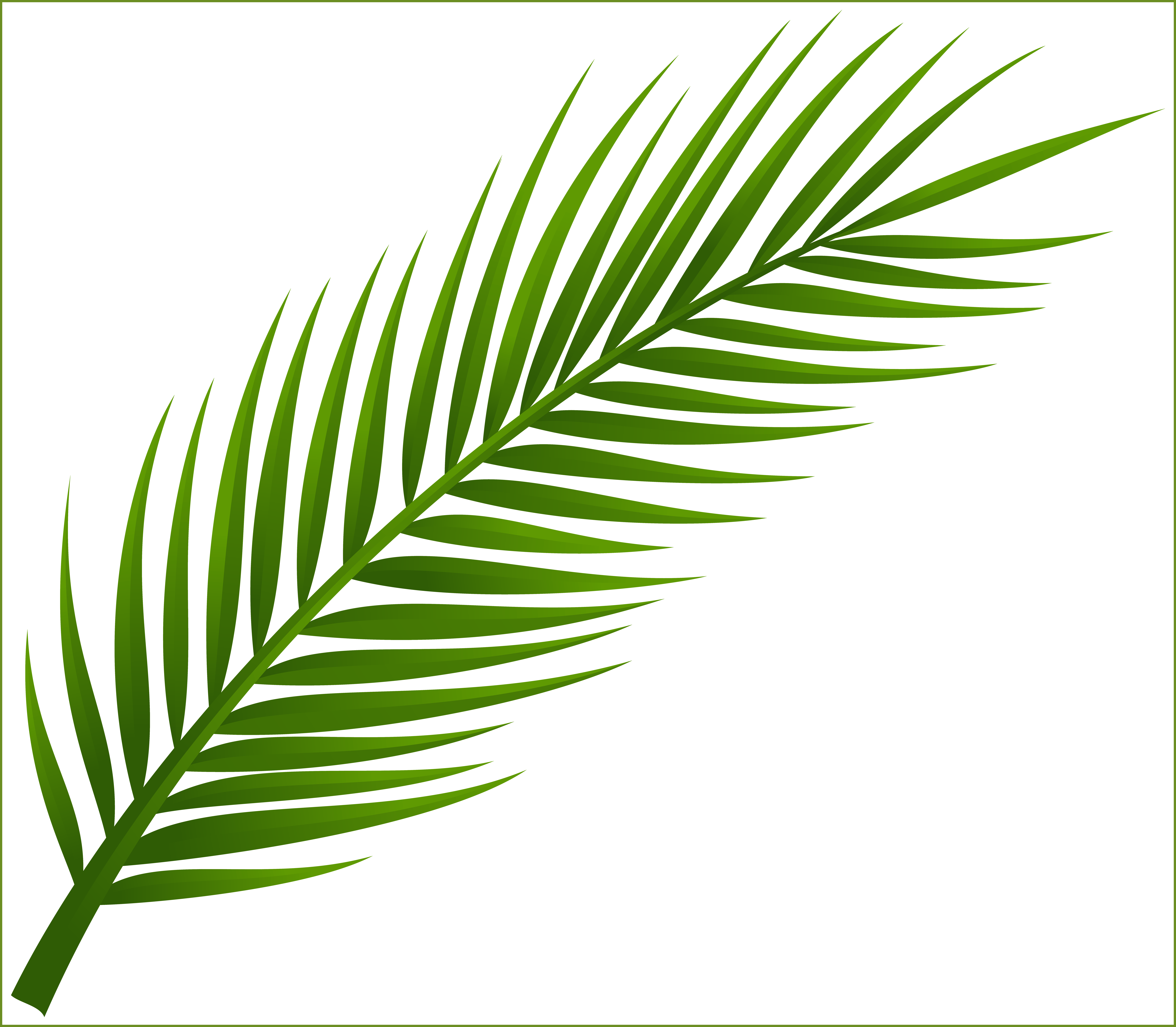 leaf clipart coconut tree