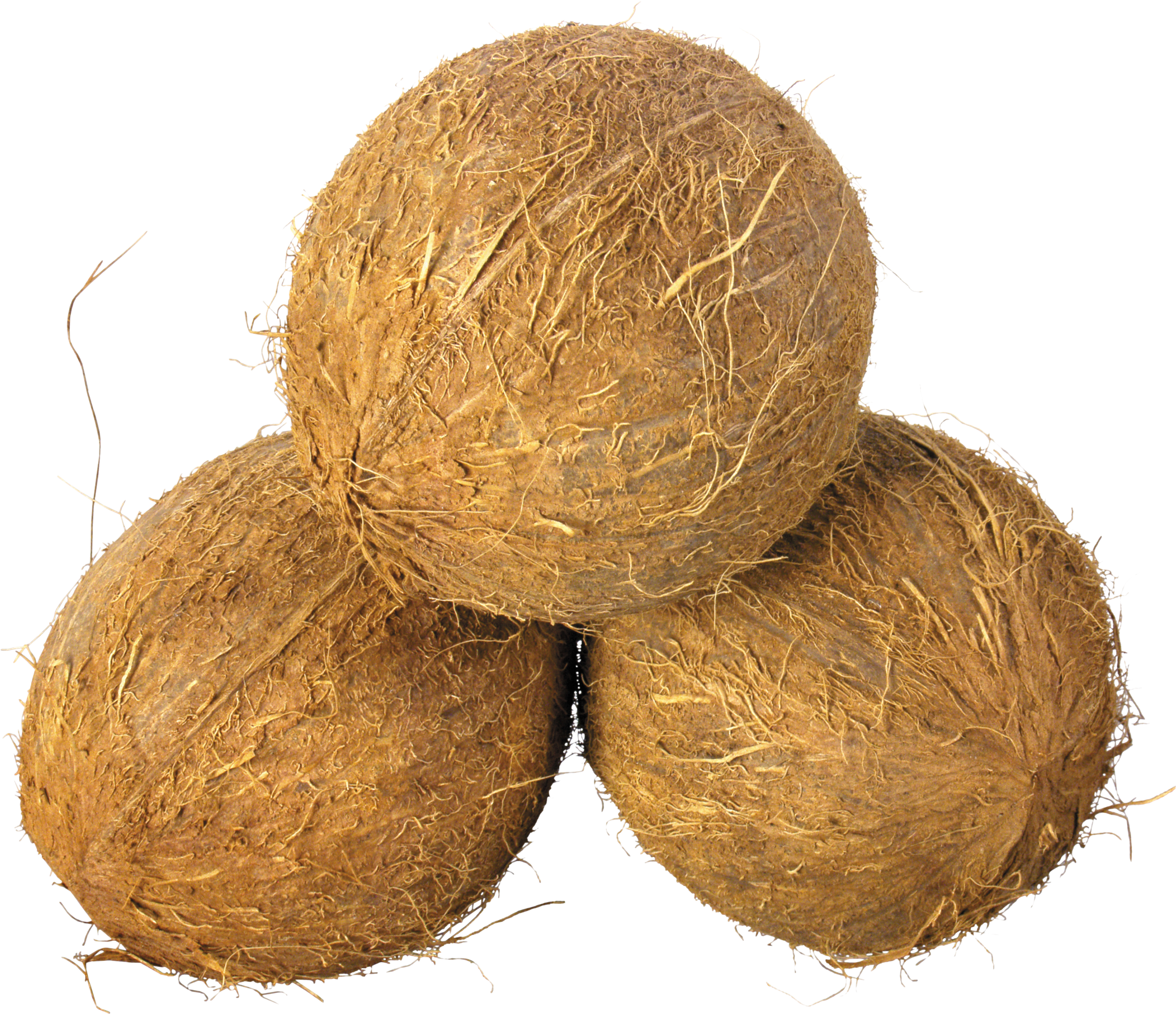 Coconut clipart copra. Coconuts png image 