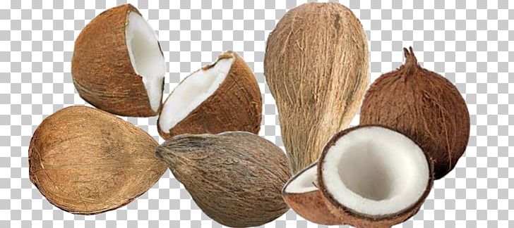 Areca nut png . Coconut clipart copra