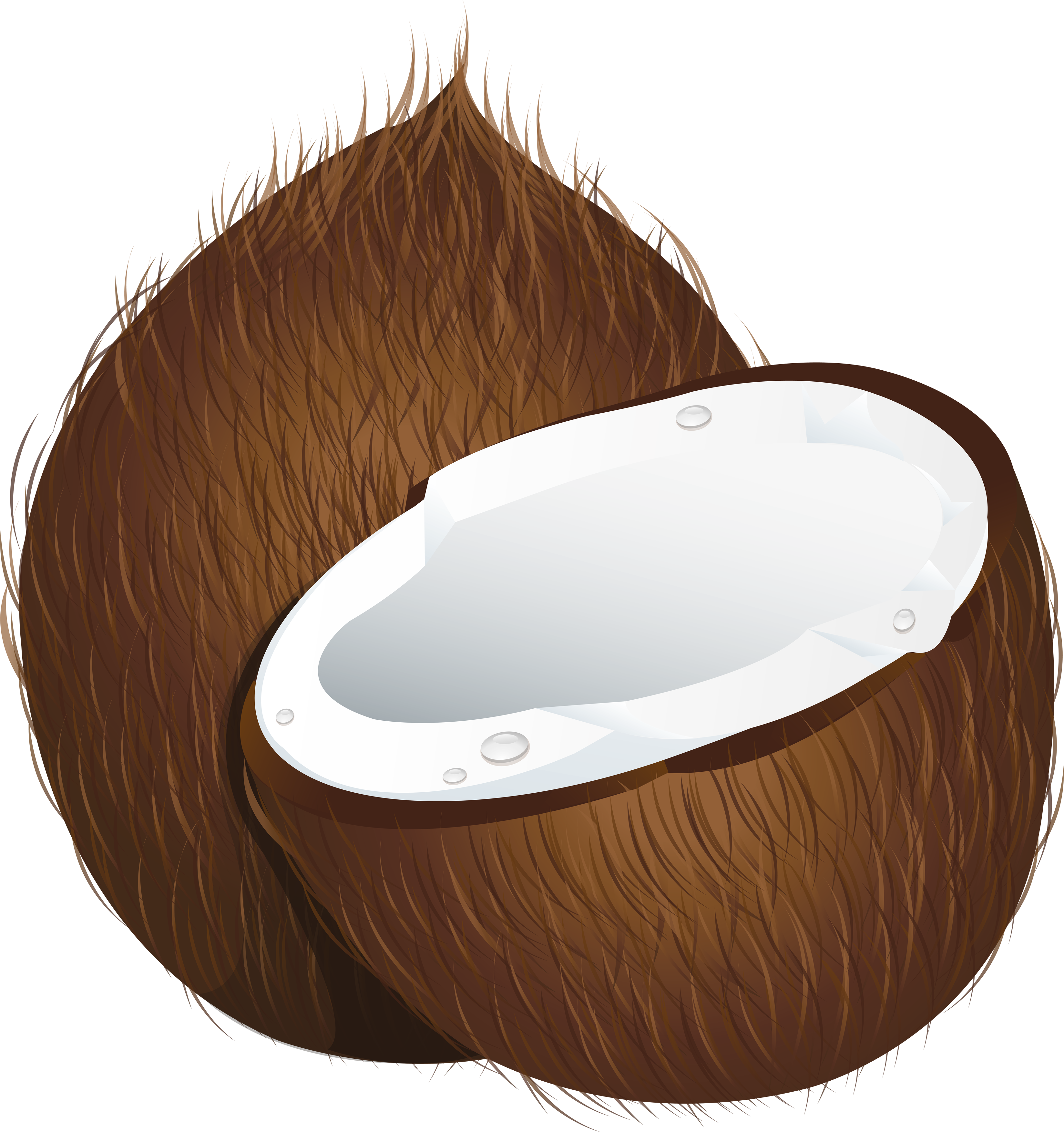 Coconut clipart copra. Png images free download