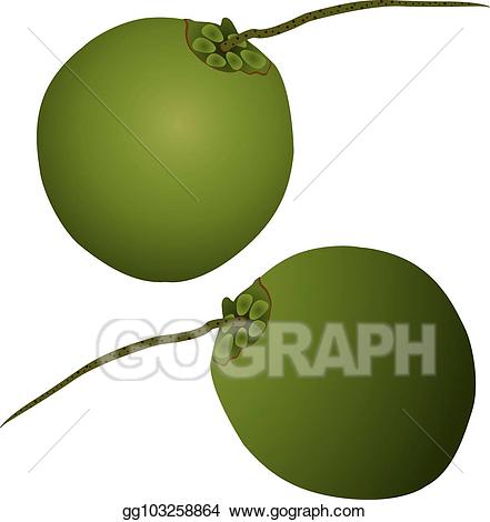 Vector illustration . Coconut clipart copra