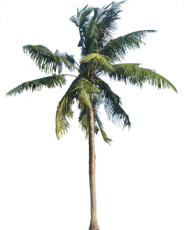 coconut clipart desert tree