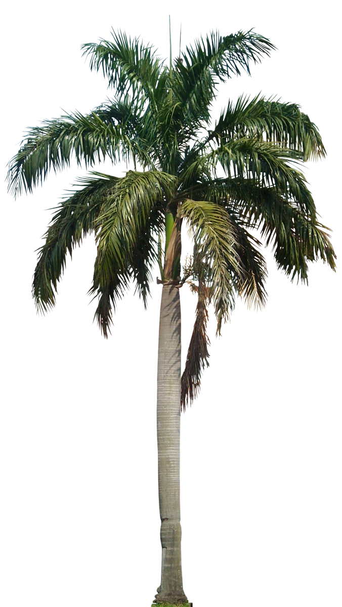 palm clipart file