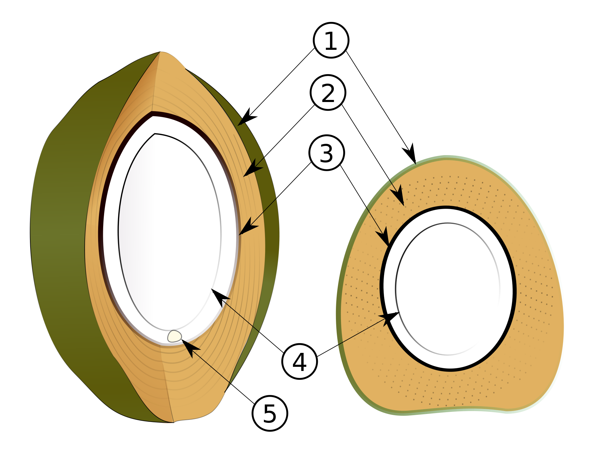 Coconut clipart diagram. File coconutlayers svg wikimedia