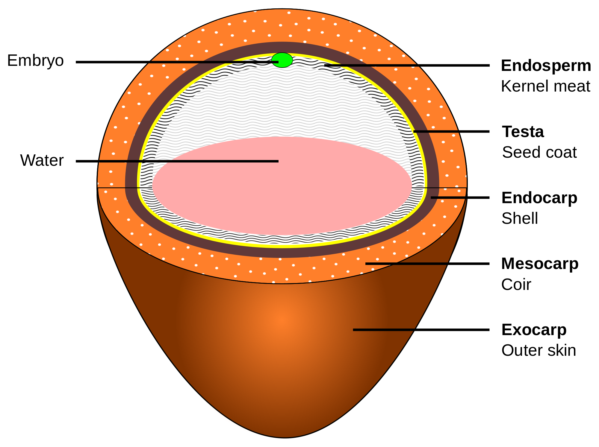 coconut clipart diagram