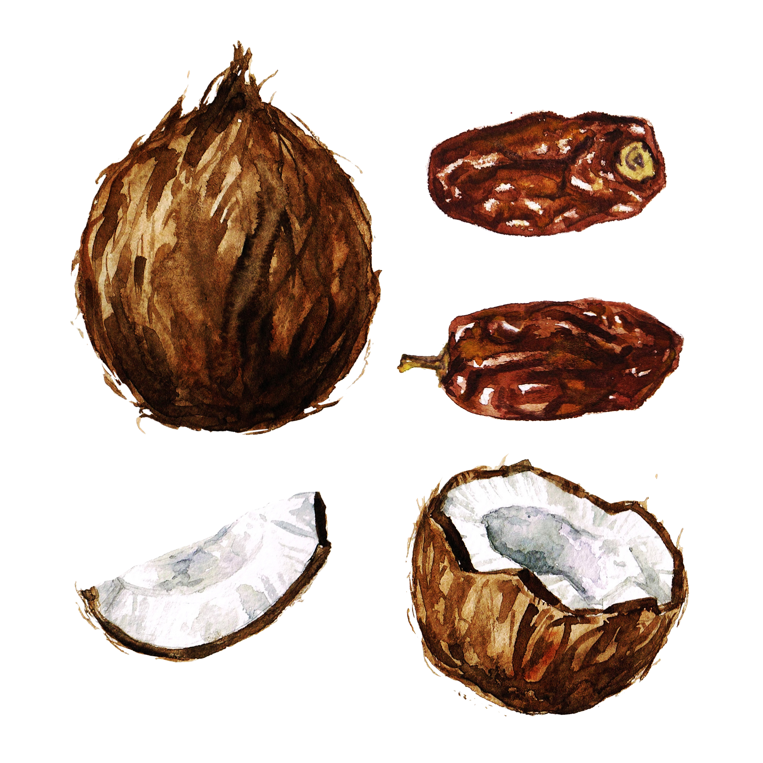 Coconut clipart drawn. Watercolor painting clip art