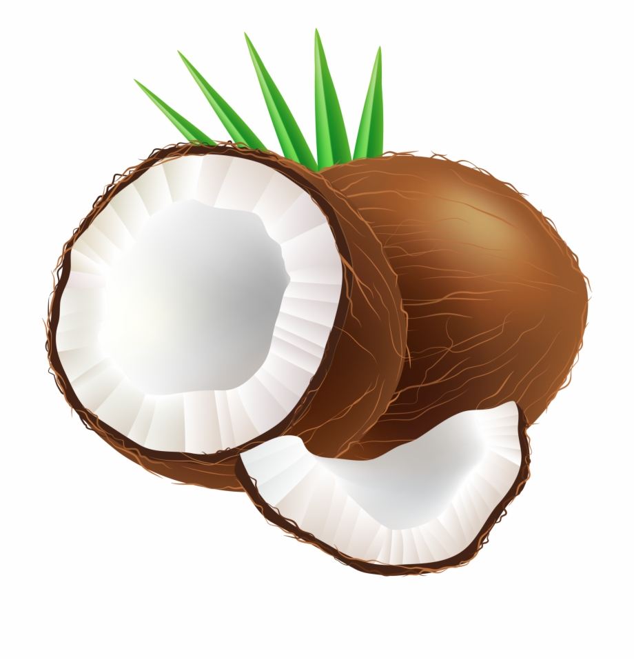 coconut clipart dry
