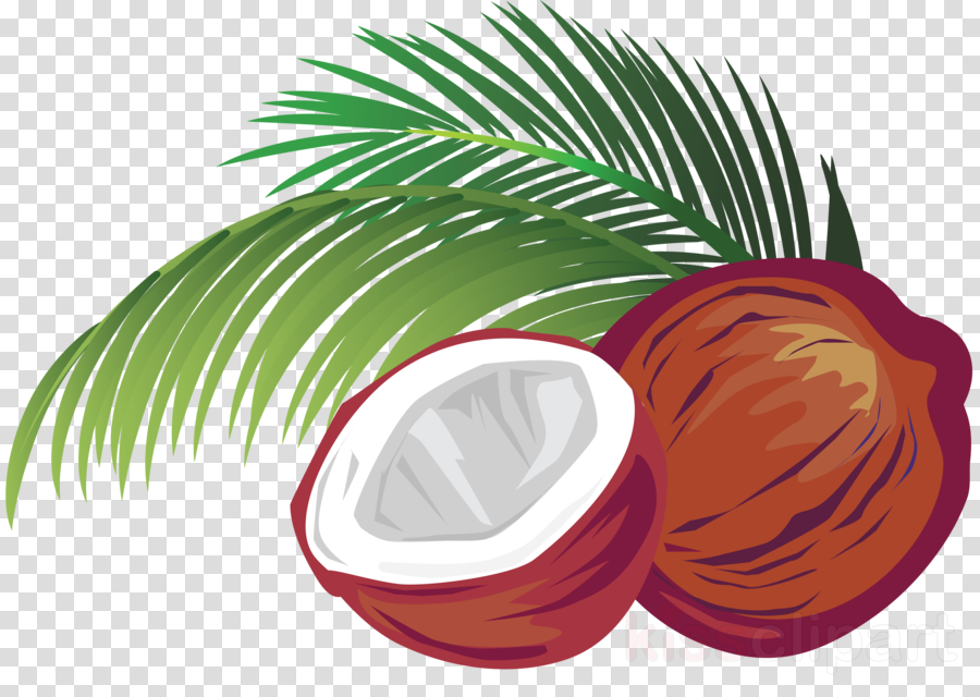 Coconut Watercolor Clipart Modern Tropical Clipart Coconut Png Palm ...
