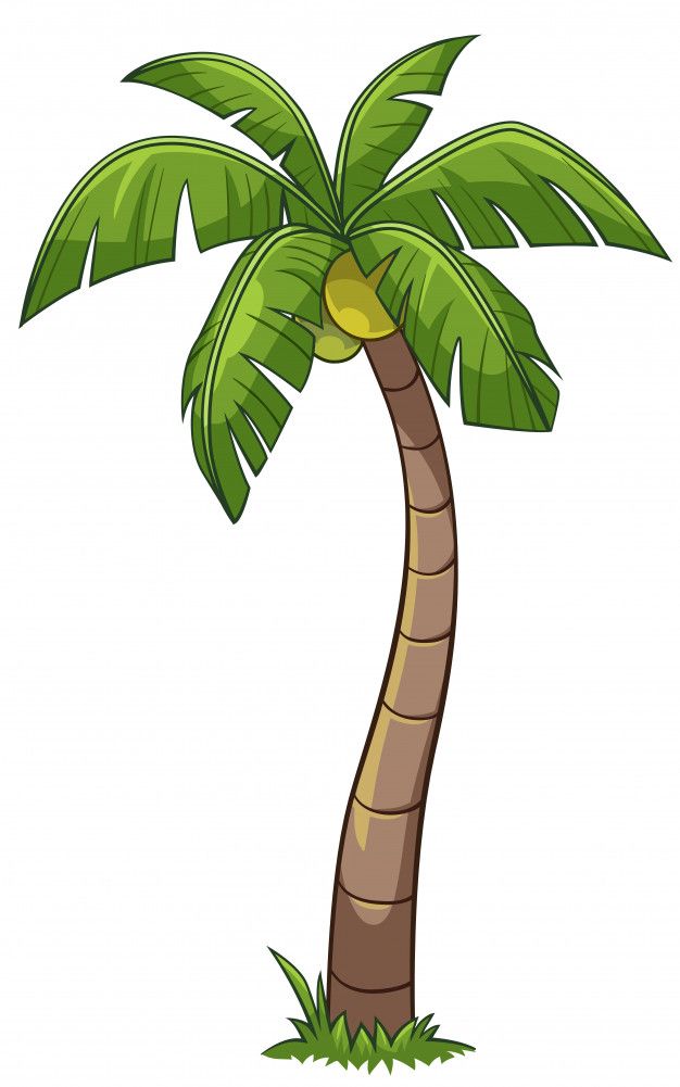 jungle clipart coconut tree
