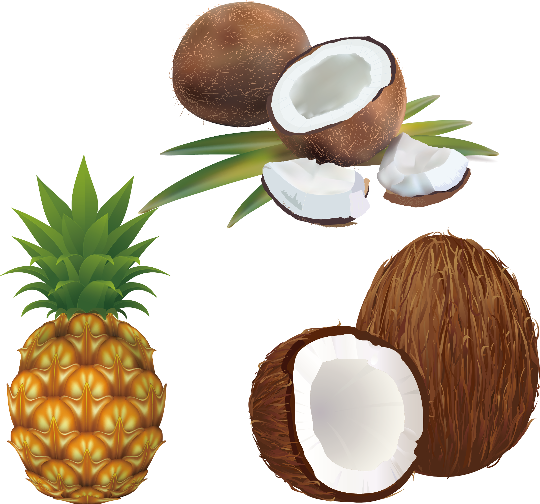 Coconut clipart pineapple coconut. Stock photography royalty free