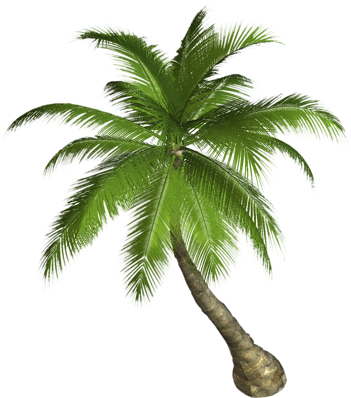 Palm tree png origin. Coconut clipart single