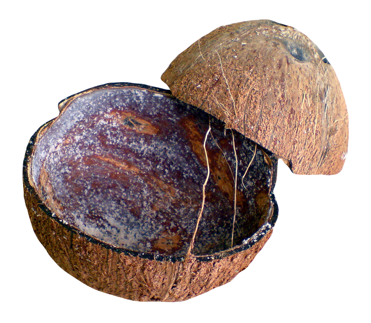 Shell png image purepng. Coconut clipart whole