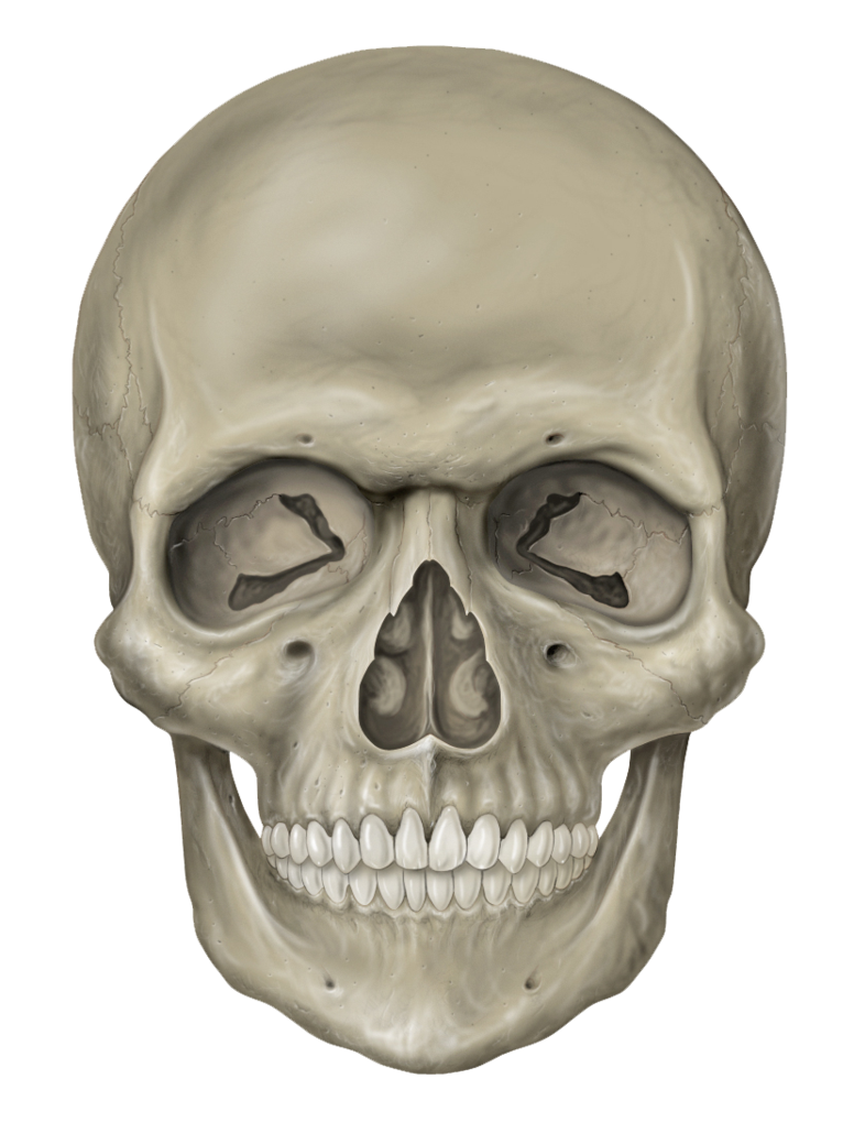 coffin clipart skull