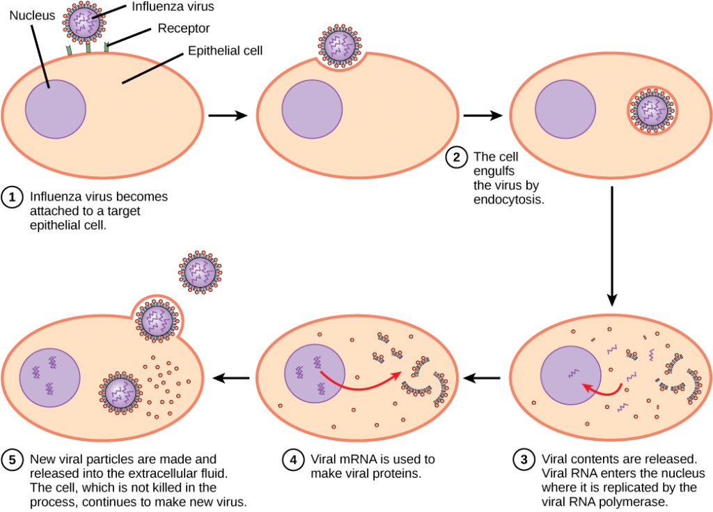 Microscope clipart bacteria virus.  viruses concepts of
