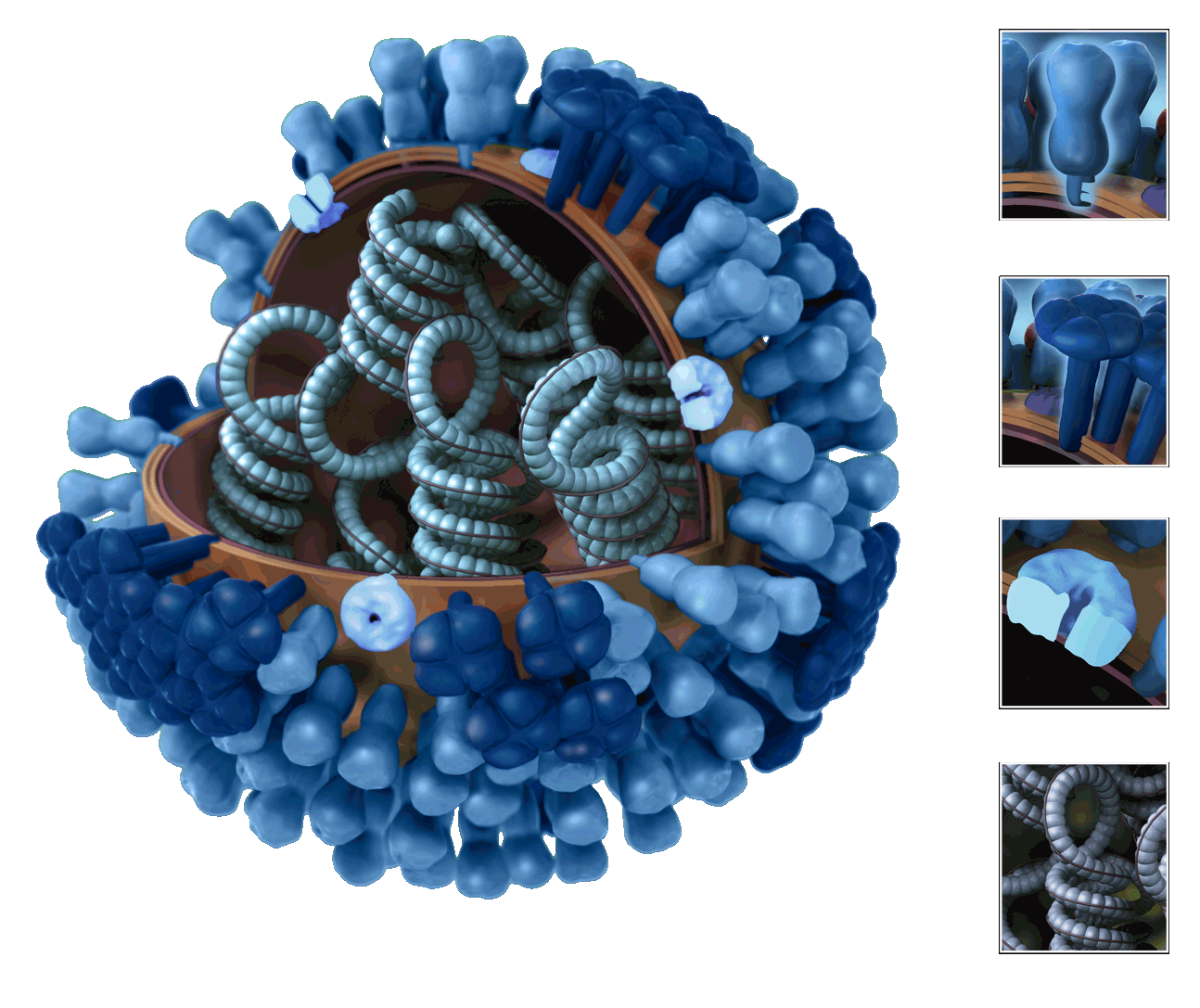 Flu clipart swine flu. Images of influenza viruses