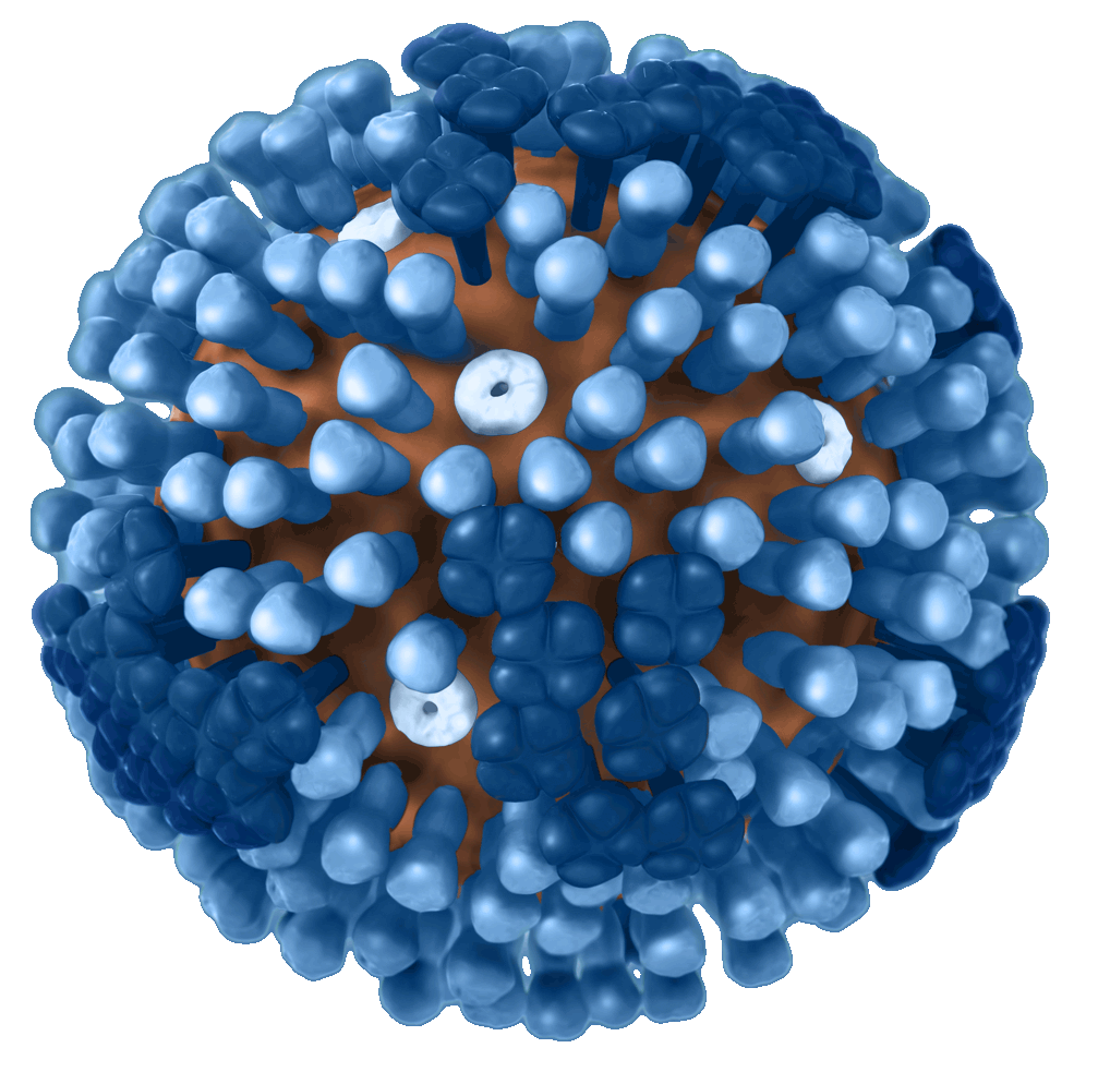 flu clipart virus cell