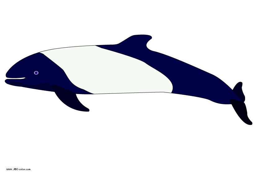 color clipart dolphin
