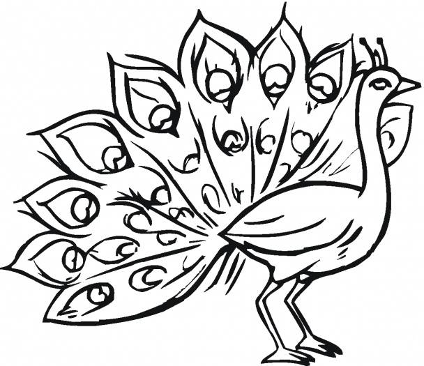 Peacock clipart easy. Free drawing download clip