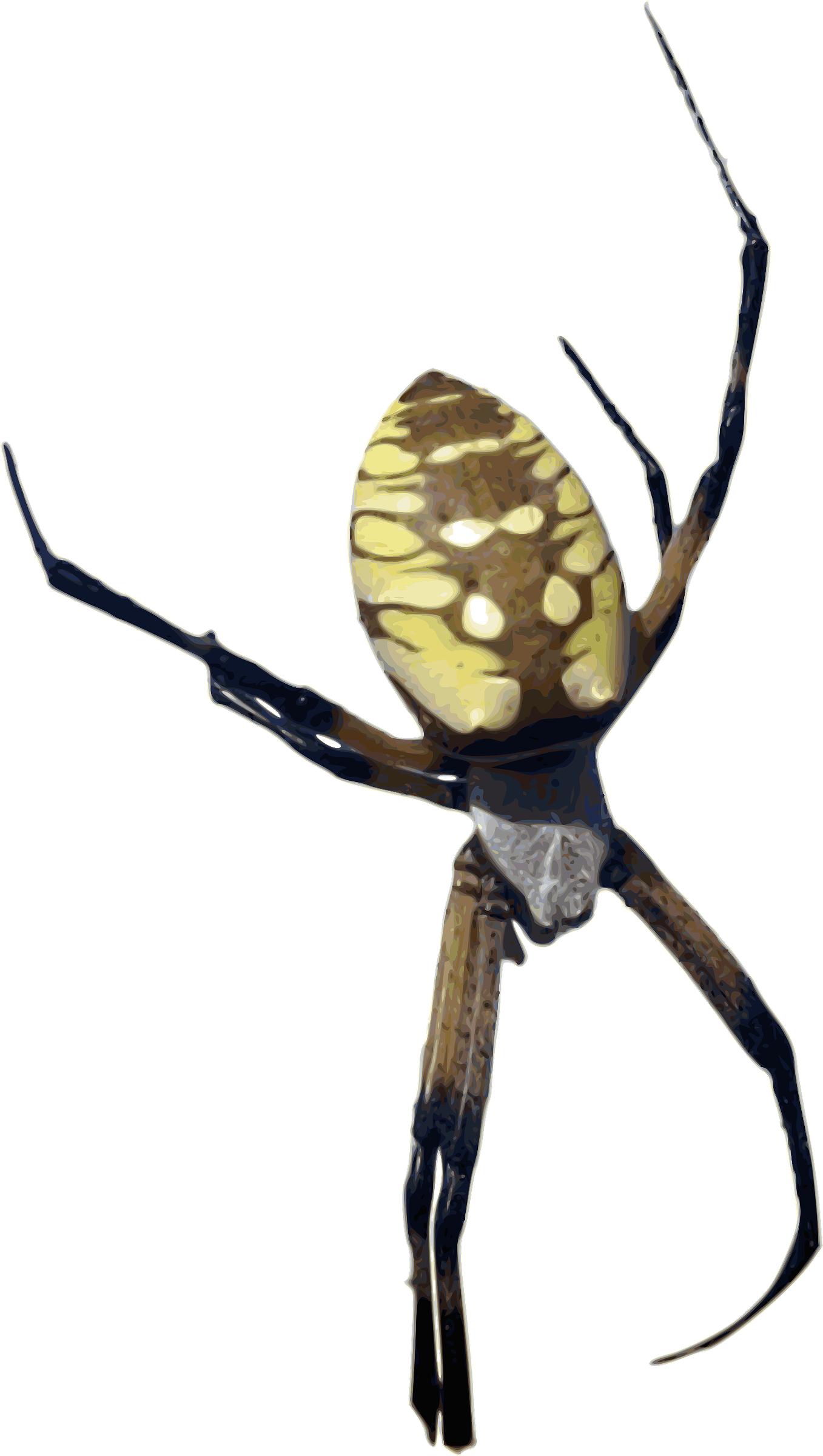 Insect clipart spider. Photorealistic color yellow banana