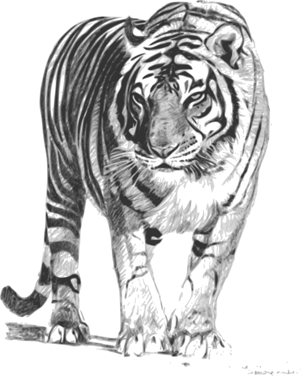 color clipart tiger