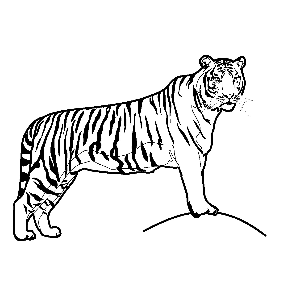jaguar clipart tiger