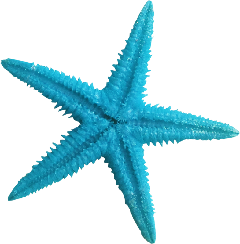 jellyfish clipart blue starfish
