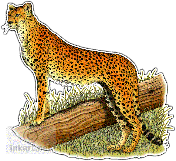 coloring clipart cheetah