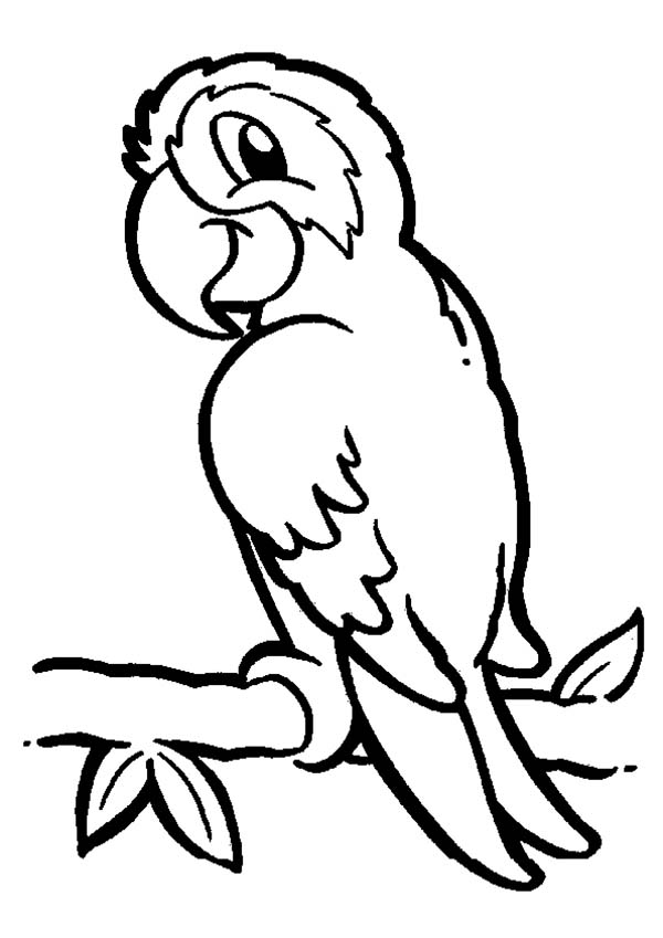 parrot clipart diagram