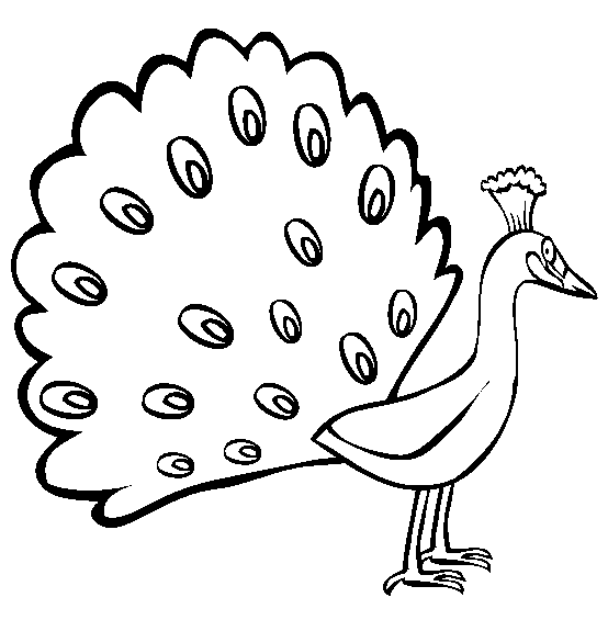 Coloring clipart peacock. Free page panda images