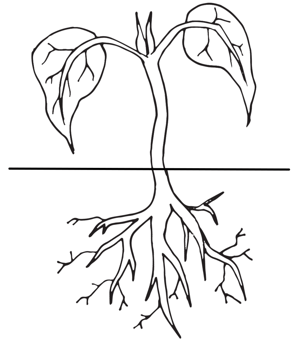 Planting clipart black and white.  collection of plant