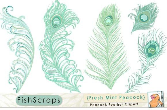 Colors clipart mint. Teal peacock feathers fresh