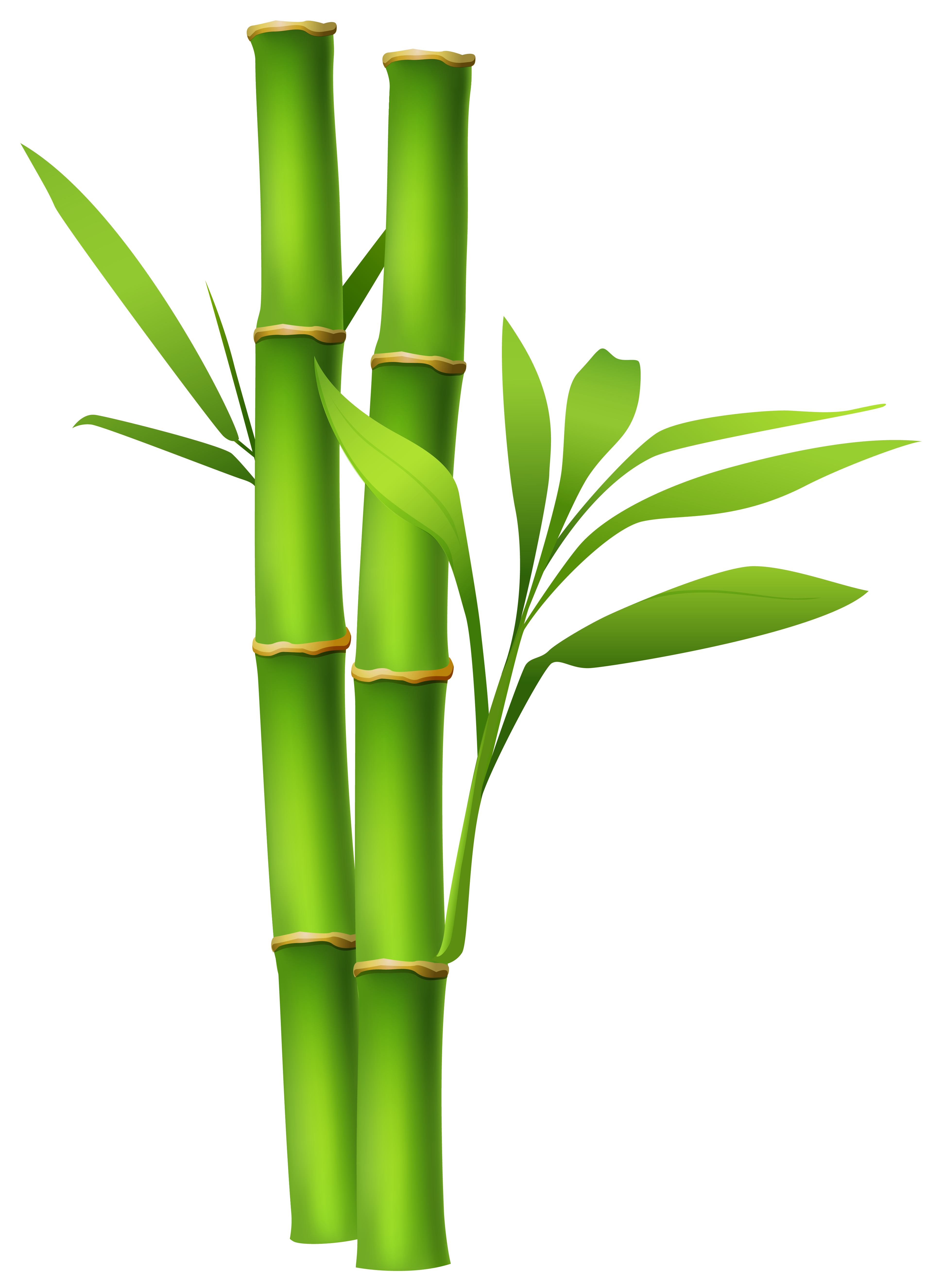 jungle clipart bamboo